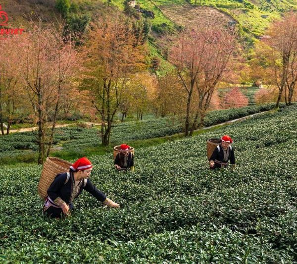 Sapa