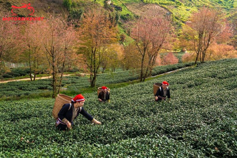 Sapa