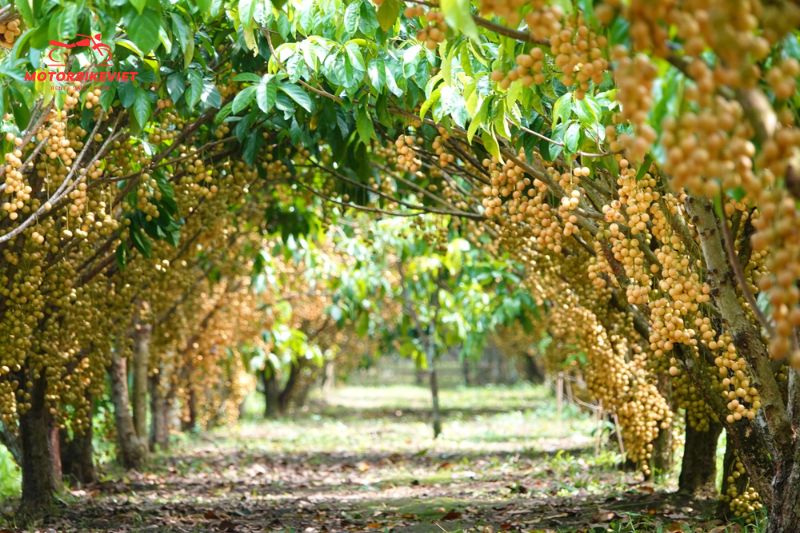 Visiting orchards and local markets
